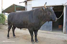闘牛 徳之島の闘牛紹介