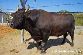 徳之島の闘牛紹介