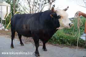 徳之島メビウスクラブへようこそ！