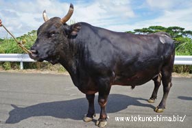 闘牛 徳之島の闘牛紹介