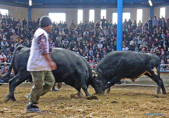 徳之島の闘牛紹介