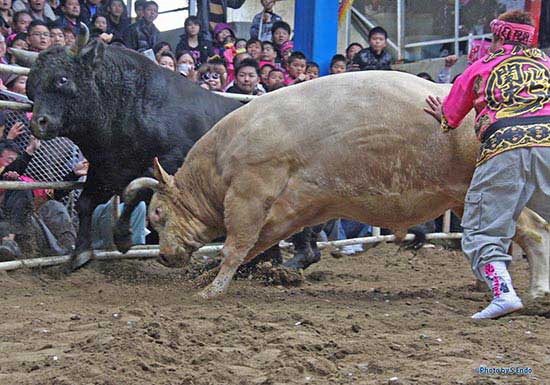 徳之島の闘牛紹介